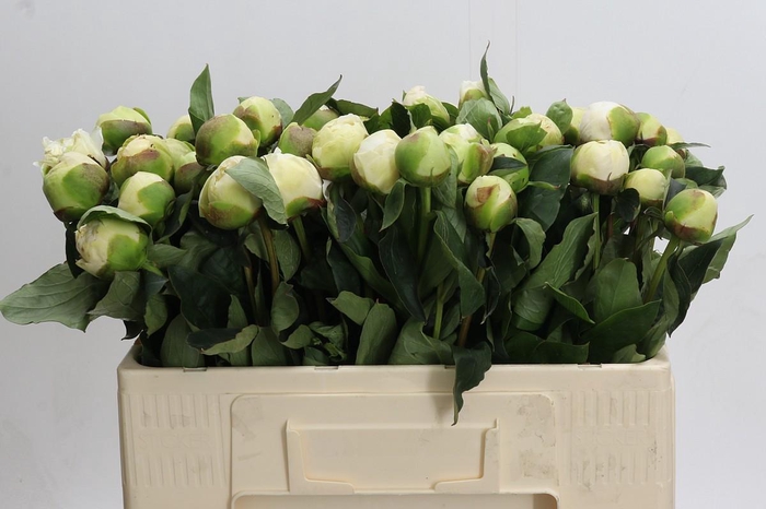 <h4>Paeonia Bridal Gown</h4>