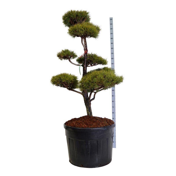 <h4>Pinus sylvestris</h4>