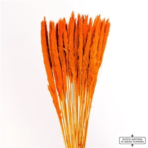 Dried Fluffy Pampas Orange Bunch Slv