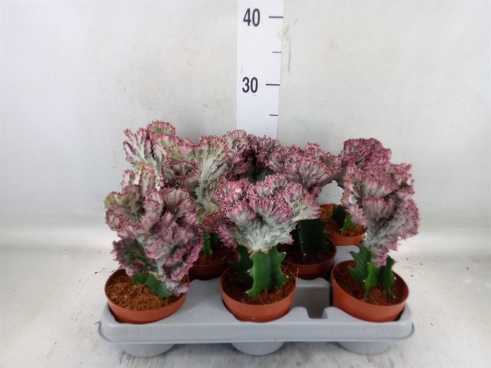 <h4>Euphorbia lactea</h4>