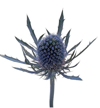<h4>Eryngium Blue Dynamite</h4>