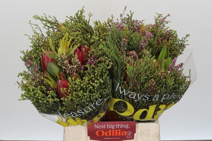 <h4>BQ Protea 3 Flowers</h4>