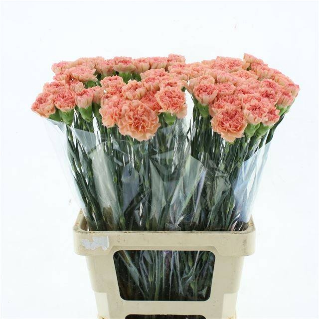 <h4>DI ST ATENEA ORANGE</h4>