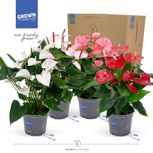 Anthurium - KARMA Happy Mix | 17cm | PLASTIC FREE