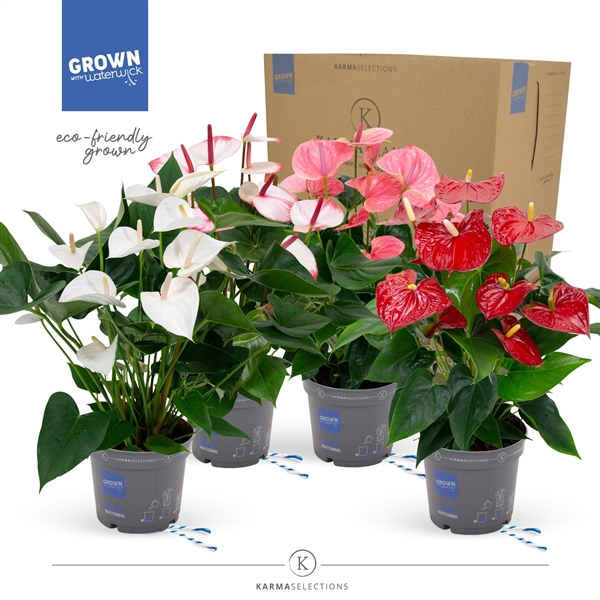 <h4>Anthurium - KARMA Happy Mix | 17cm | PLASTIC FREE</h4>