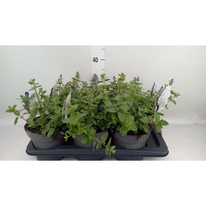Nepeta faassenii  'Purrsian Blue'