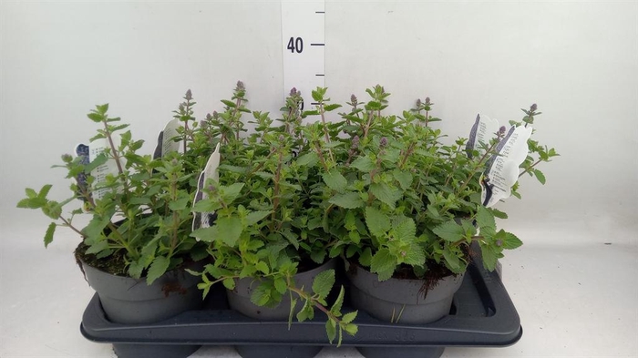 <h4>Nepeta faassenii  'Purrsian Blue'</h4>