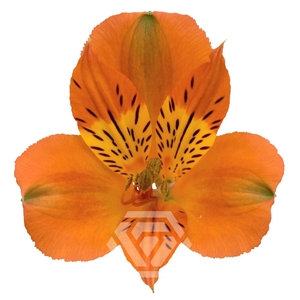 ALSTR SAVANNA 60CM Tessa