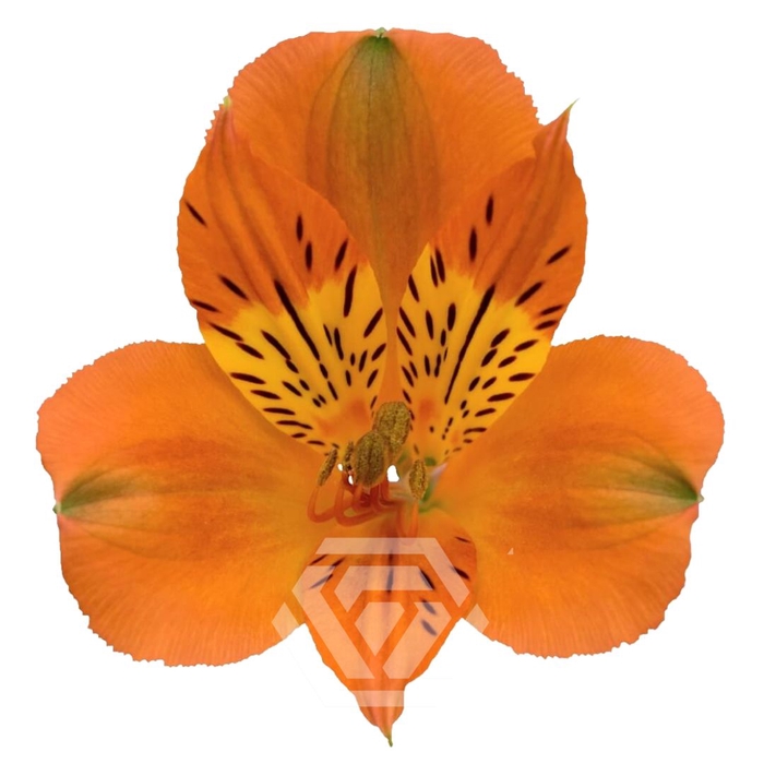 <h4>ALSTR SAVANNA 60CM Tessa</h4>