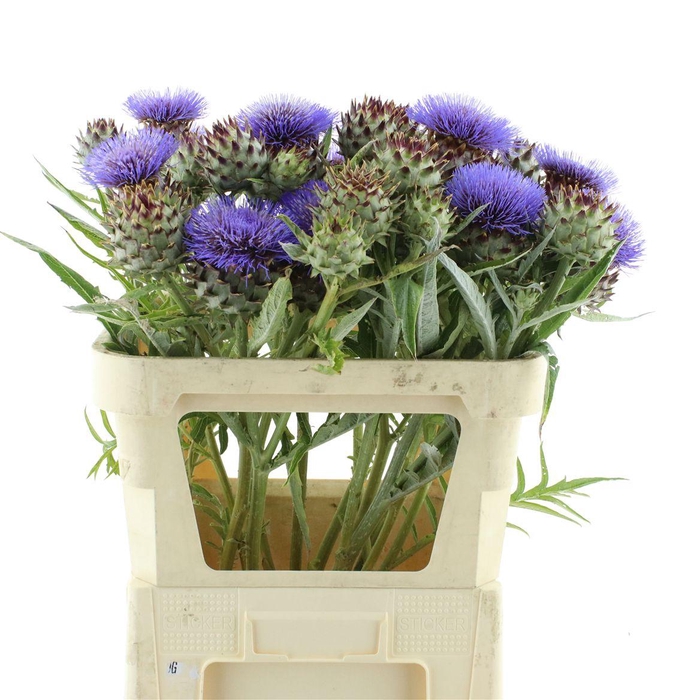 <h4>Cynara Cardunculus</h4>