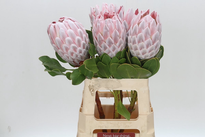 <h4>Protea Cynaroides</h4>