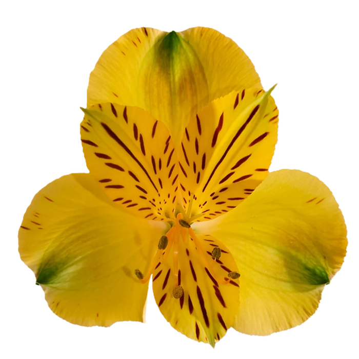 <h4>ALSTR CANARY Tessa</h4>