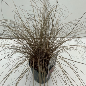 Carex comans Bronze Form