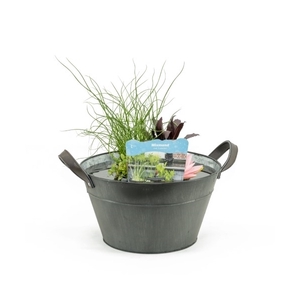 Terrasvijver zink old grey inc.mand