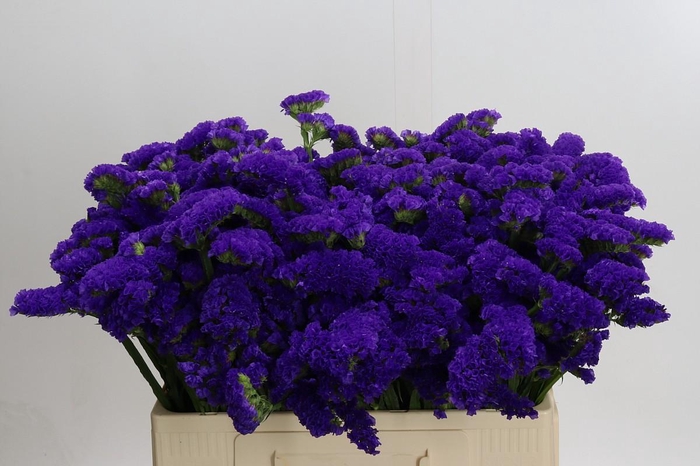 <h4>Limonium Marina Violet</h4>