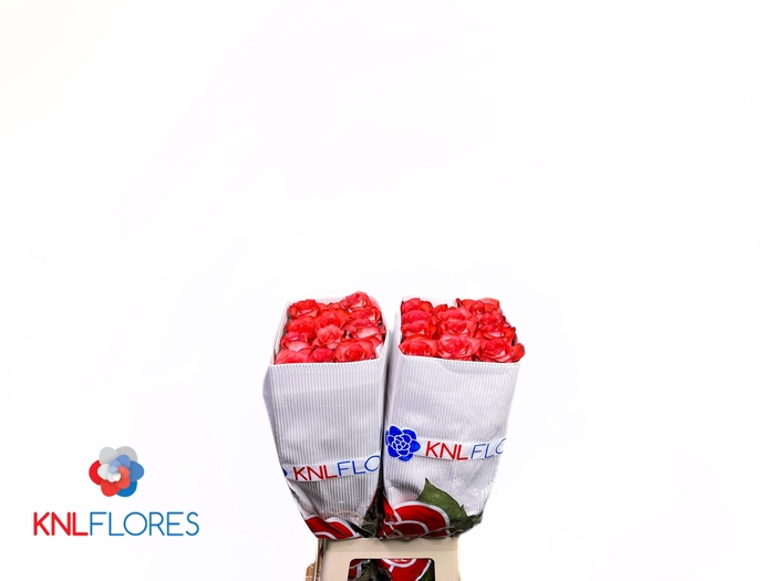 <h4>R GR IGUANA</h4>