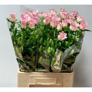 Camp M Champion Pink