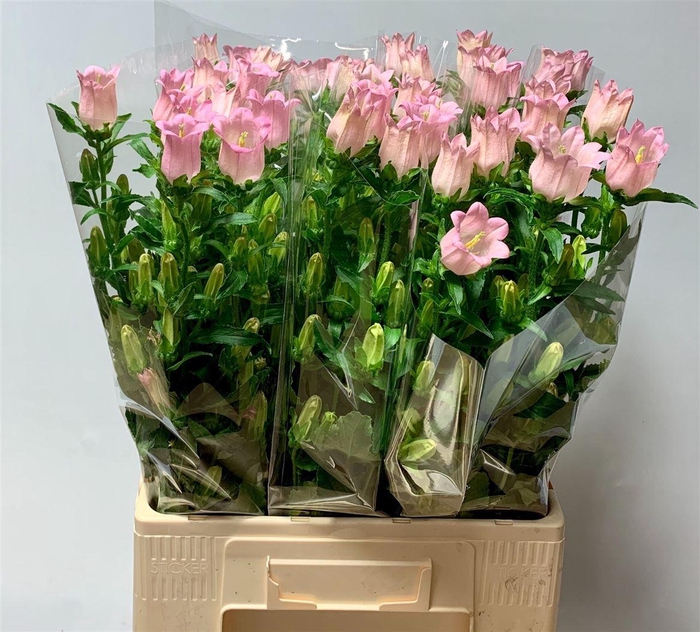 <h4>Camp M Champion Pink</h4>