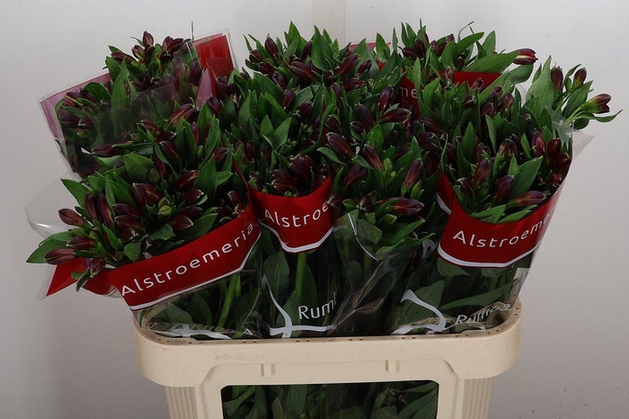 <h4>Alstr Rumba</h4>