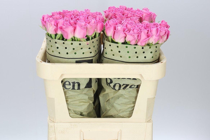 <h4>Rosa Gr Aqua</h4>