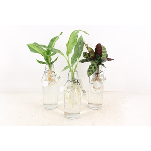 arr3 VD - Ann Glas (Witte dop)