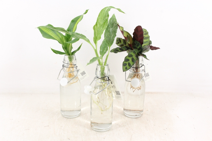 <h4>arr3 VD - Ann Glas (Witte dop)</h4>