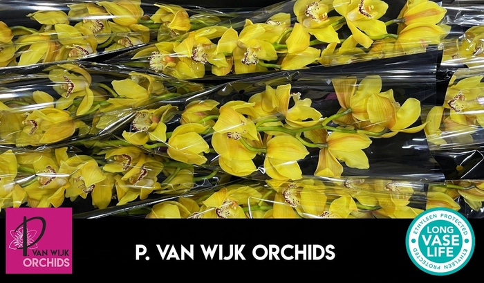 <h4>CYMB T DAY DREAM</h4>