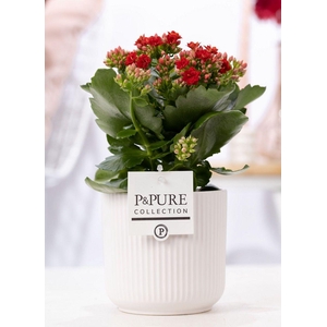Kalanchoe red in P&PURE Sophie ceramics white