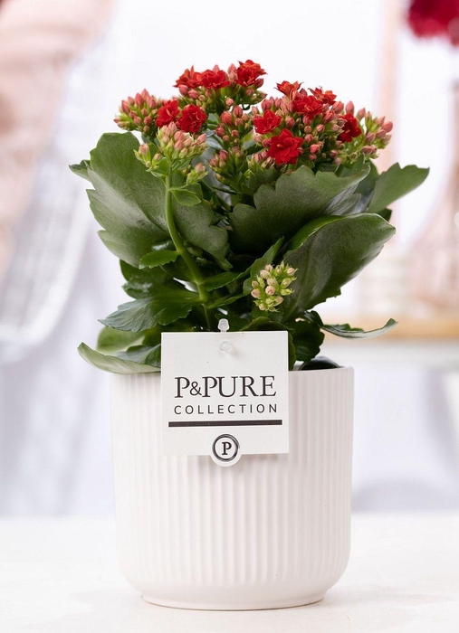 <h4>Kalanchoe red in P&PURE Sophie ceramics white</h4>