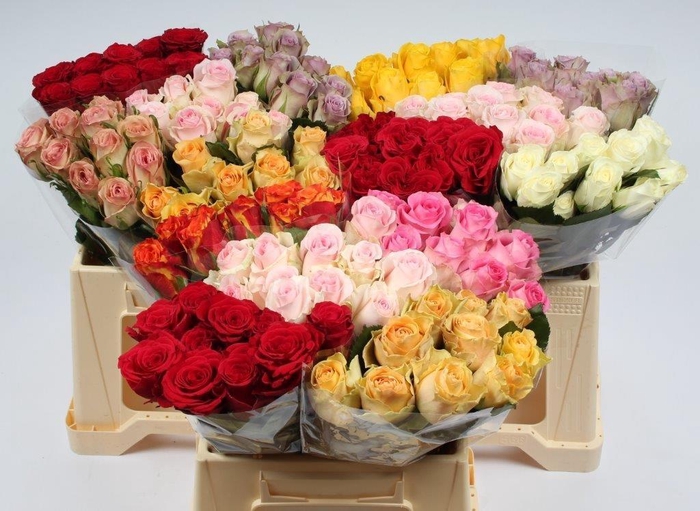 <h4>R GR GEM IN FUST</h4>