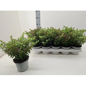 CUPH HYSS GEM IN POT