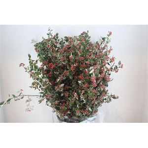 Cotoniaster Berry Extra P Bunch