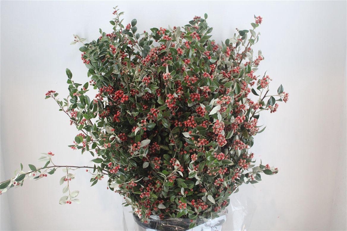 <h4>Cotoniaster Berry Extra P Bunch</h4>