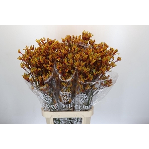 Kangaroo Paw Gold Fever