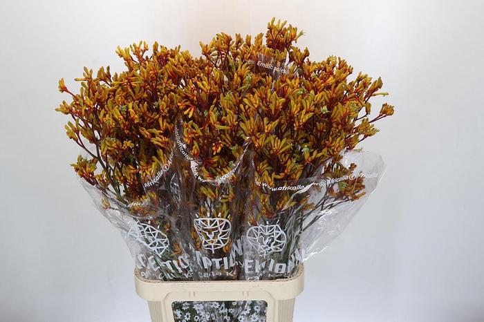 <h4>Anigozanthos Gold Fever</h4>