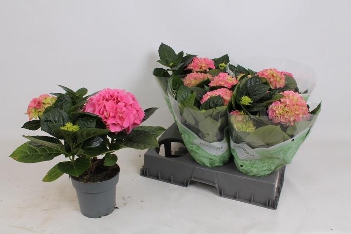 <h4>HYDR M HI RIVER</h4>