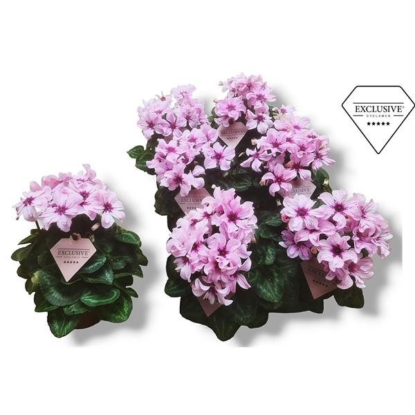 <h4>Cyclamen persicum a petite fleur Illusia</h4>