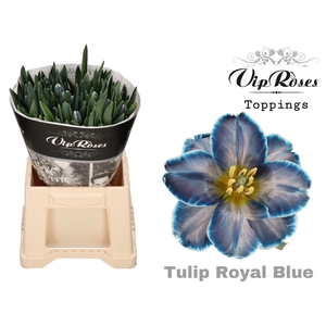TU EN ROYAL BLUE