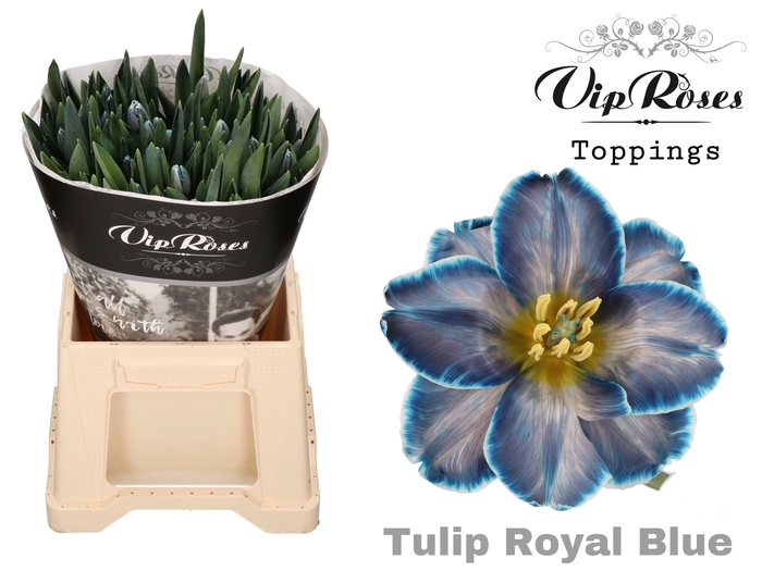TU EN ROYAL BLUE