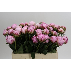 Paeonia Sarah Bernhardt