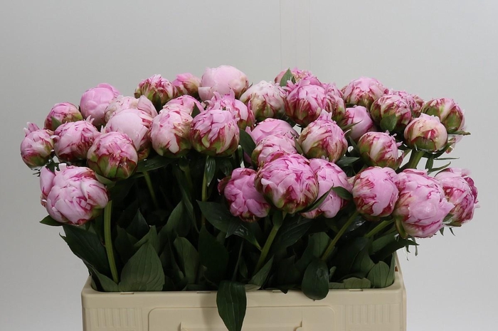 <h4>Paeonia Sarah Bernhardt</h4>