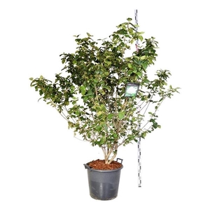 Viburnum carlcephalum