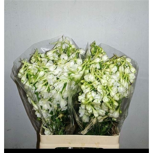 DELPH EN BELLA AND WHITE