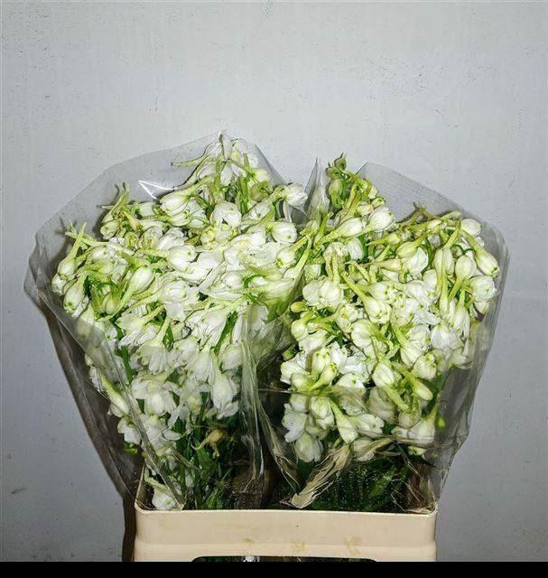 <h4>DELPH EN BELLA AND WHITE</h4>