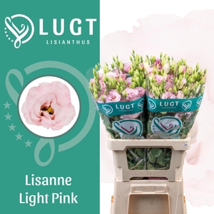 Lisianthus Lisanne Light Pink 996
