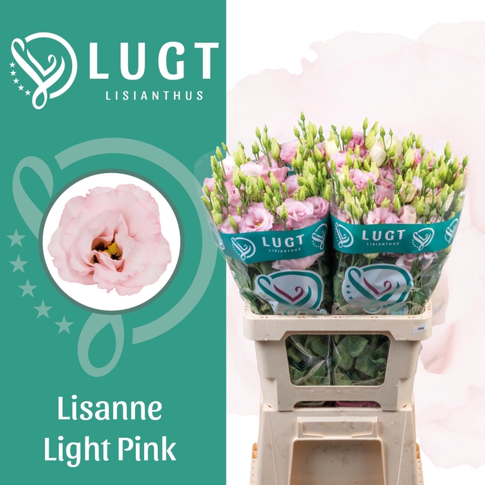 <h4>Lisianthus Lisanne Light Pink 996</h4>
