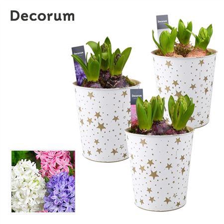 <h4>Hyacinth Mix Hl14472 Golden Stars</h4>
