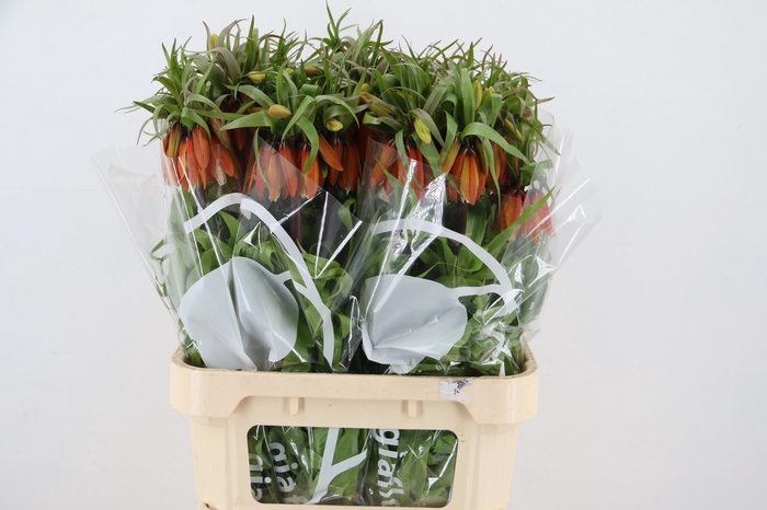 <h4>FRIT IM ORANGE BEAUT</h4>