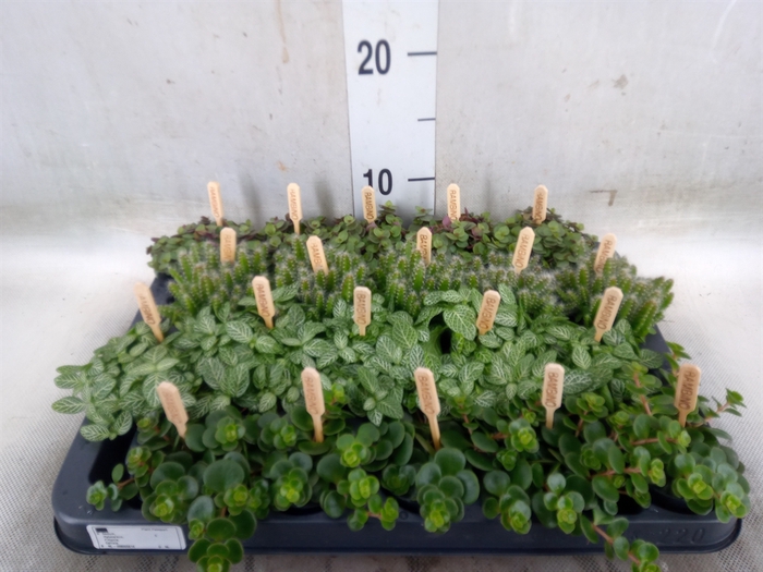 <h4>Planten  ..mix</h4>