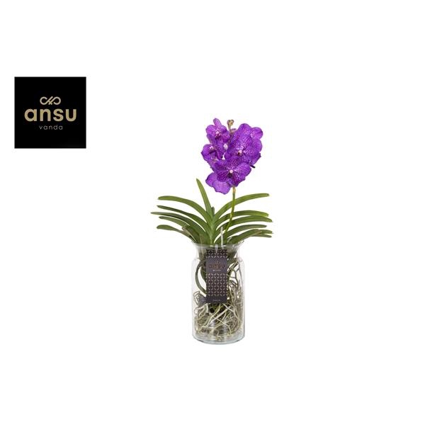 <h4>Vanda hybriden</h4>